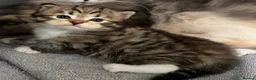 Siberian cats for sale: Classic Siberian GCCF Paris - Advert 5