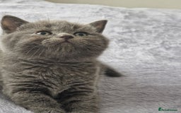 British Shorthair cats for sale: BSH kittens 💙🖤 - Image 1