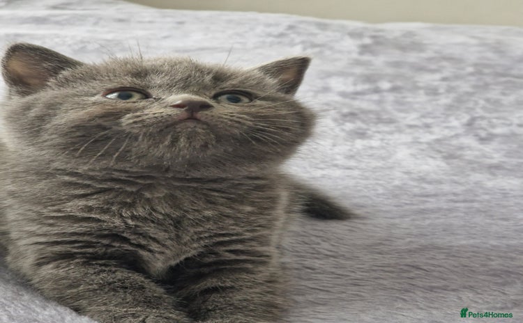 British Shorthair cats - Advert 2