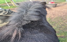 Shetland pony horses for sale: Shetland gelding  - Image 4