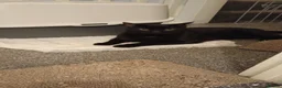 British Shorthair cats for sale: Bella and Sooty  - Advert 2
