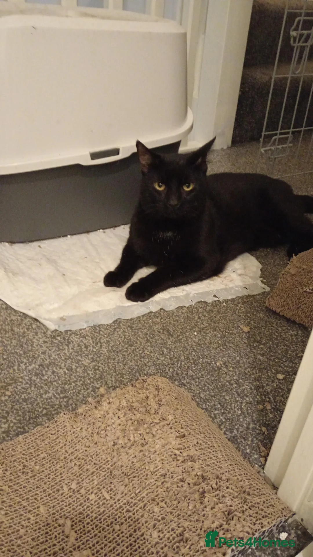 British Shorthair cats for sale: Bella and Sooty  - Advert 2