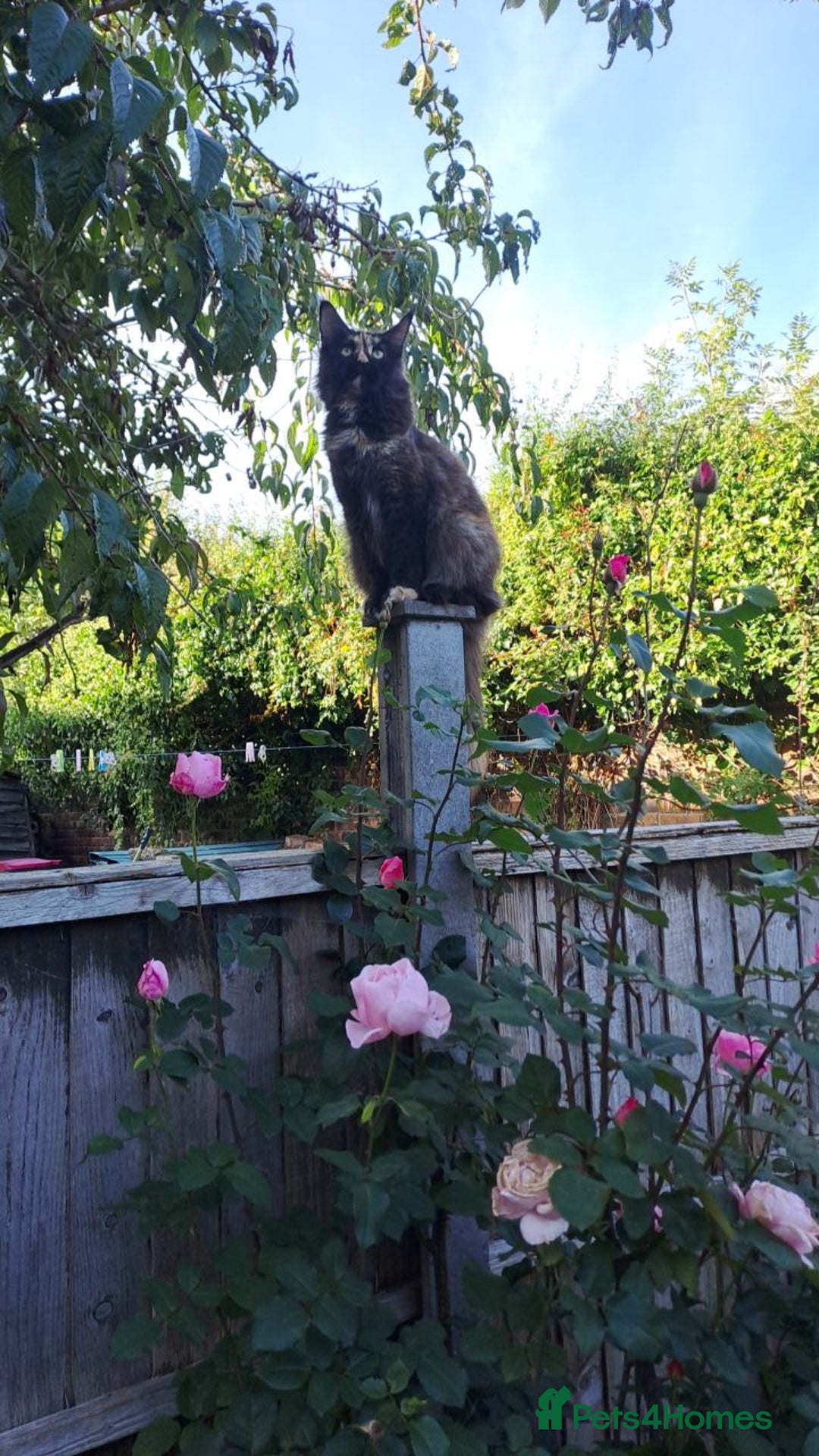 Maine Coon cats for sale: Mix Maine Cone kittens  - Image 2