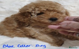 Toy Poodle dogs for sale: Pedigree Toy poodle puppies ready this weekend - Image 12