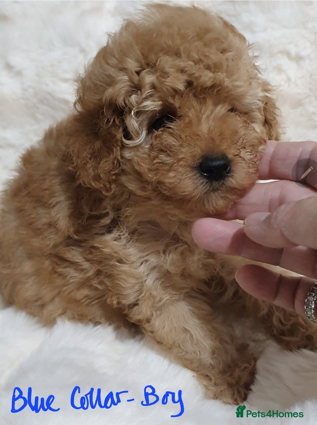 Toy Poodle dogs for sale: Pedigree Toy poodle puppies ready this weekend - Image 12