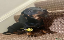 Dachshund dogs for sale: Beautiful dachshund babies  - Image 2