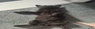 Black male