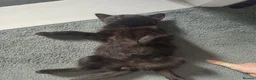 Mixed Breed cats for sale: Last little black male kitten with tabby markings  - Advert 3