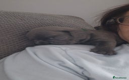 French Bulldog dogs for sale: 2 beautiful litters of French bulldog puppies - Image 19