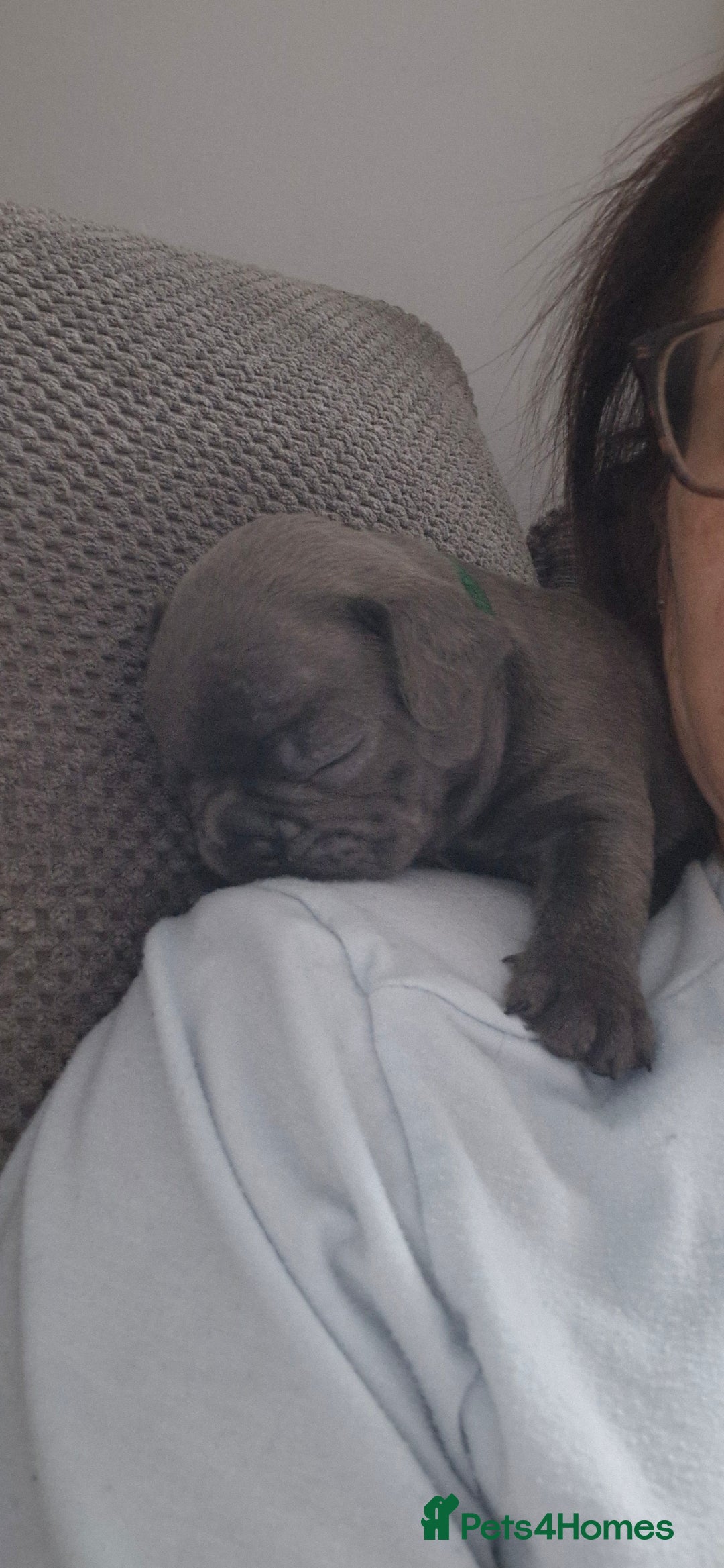 French Bulldog dogs for sale: 2 beautiful litters of French bulldog puppies - Image 19