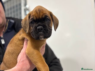 Boxer dogs Boxer puppies for sale - Advert 1