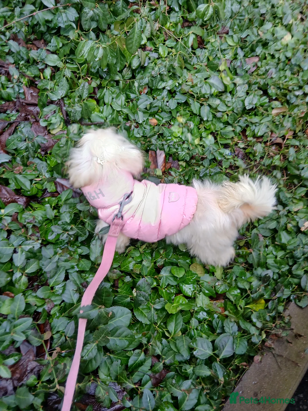 Mixed Breed dogs for sale: Beautiful little Lhasa Apso/Maltes puppies  - Advert 9