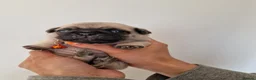 Pug dogs for sale: 🐾Beautiful Pug Puppies 🐾 - Advert 6