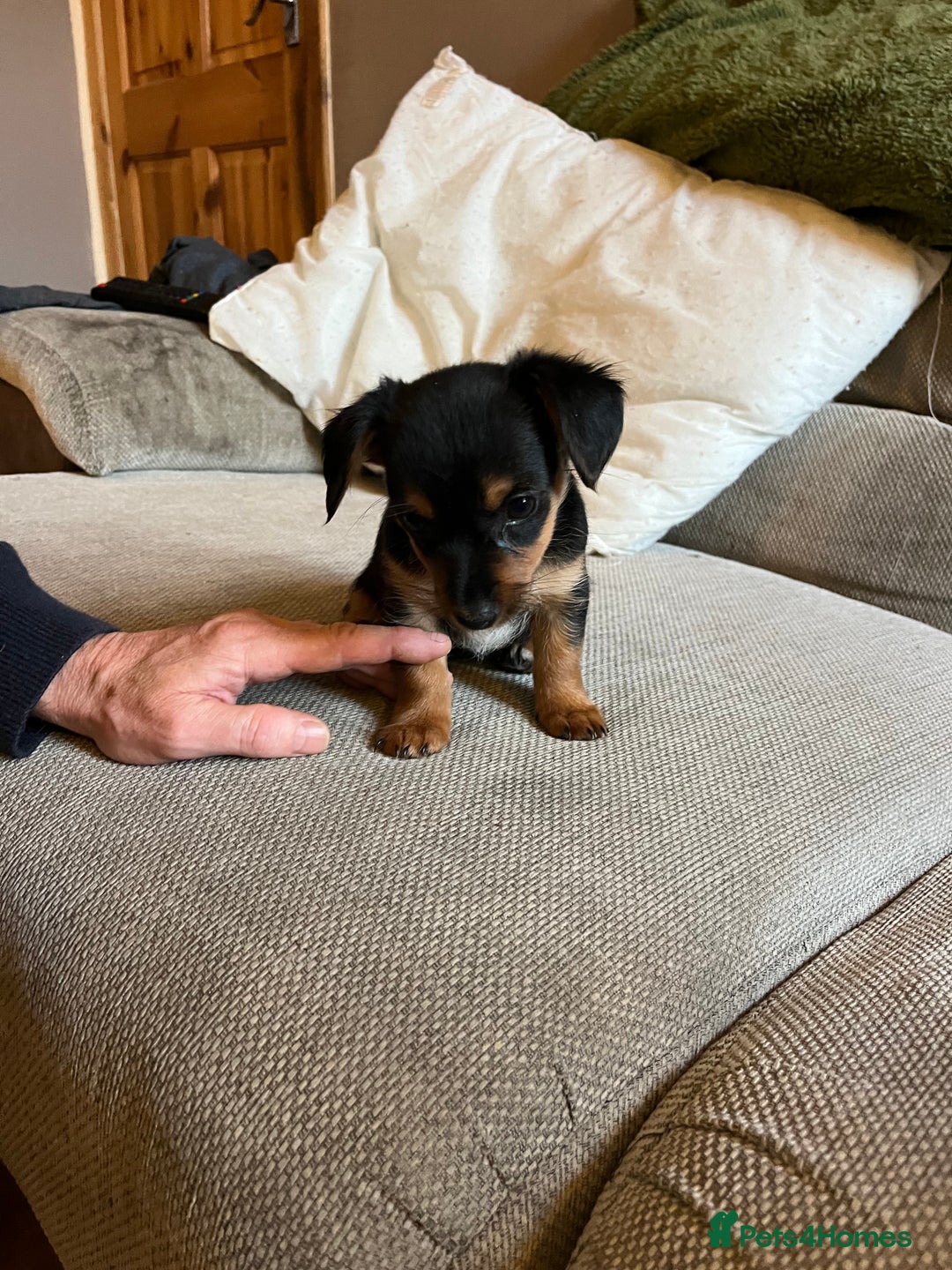 Jack Russell dogs for sale: Jack Russell puppies for sale - Advert 40