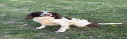 English Springer Spaniel dogs for stud: Zeb springer spaniel for stud - Advert 4