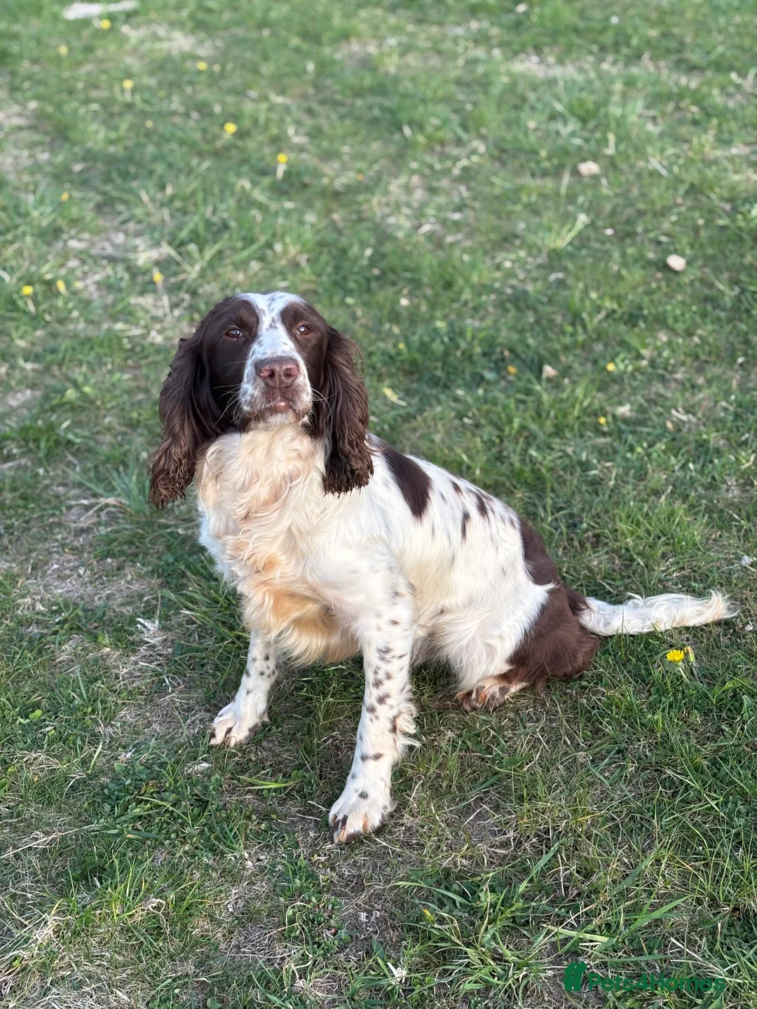 English Springer Spaniel dogs for stud: Zeb springer spaniel for stud - Advert 4