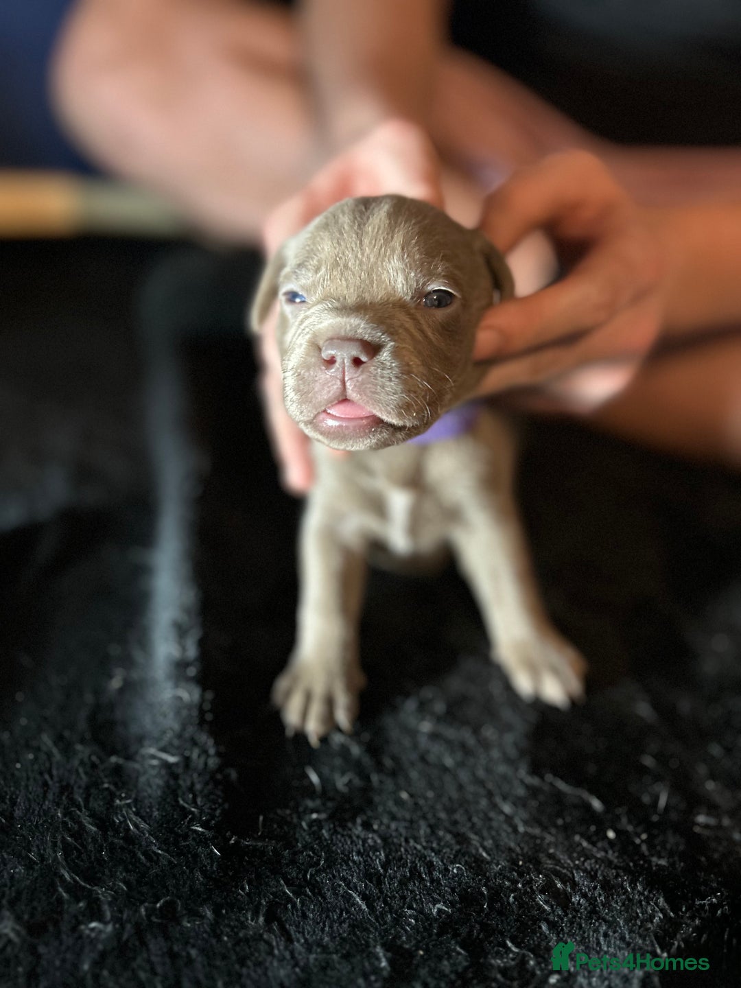 Mixed Breed dogs for sale: Staffadors staffy x labs  - Advert 21