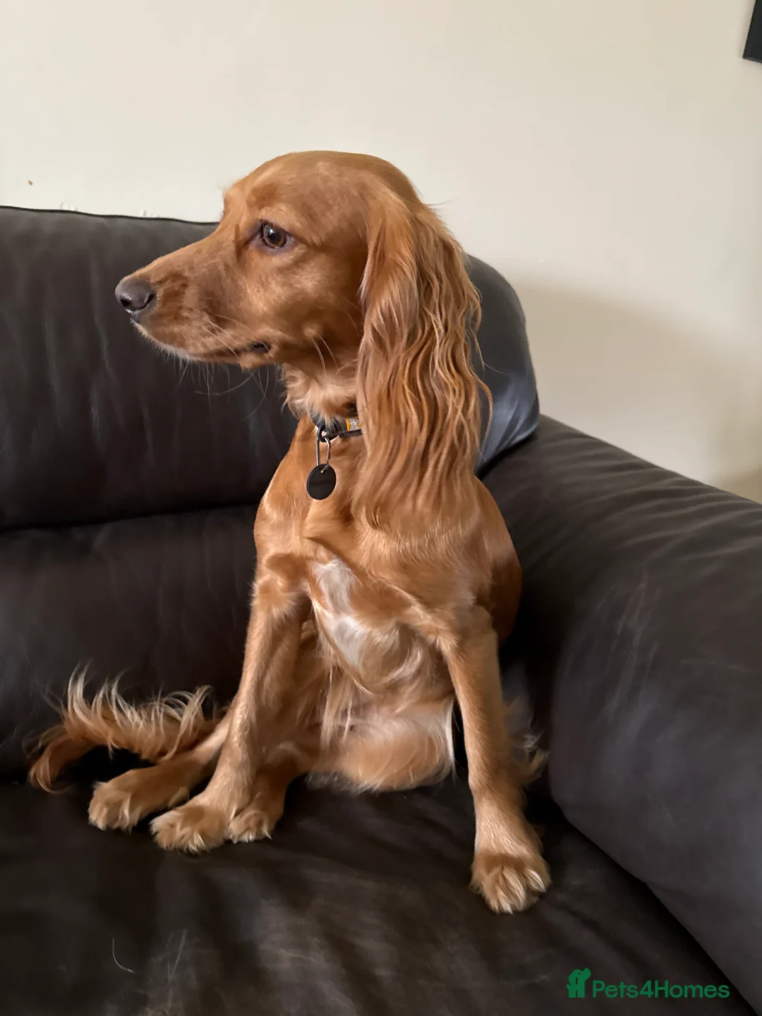 Cocker Spaniel dogs for sale: Loving Cocker Spaniel  - Advert 1