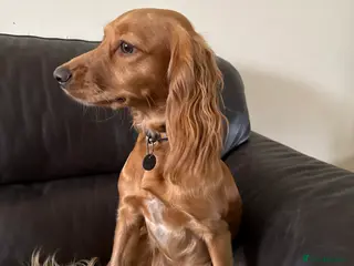 Cocker Spaniel dogs Loving Cocker Spaniel - Advert 1