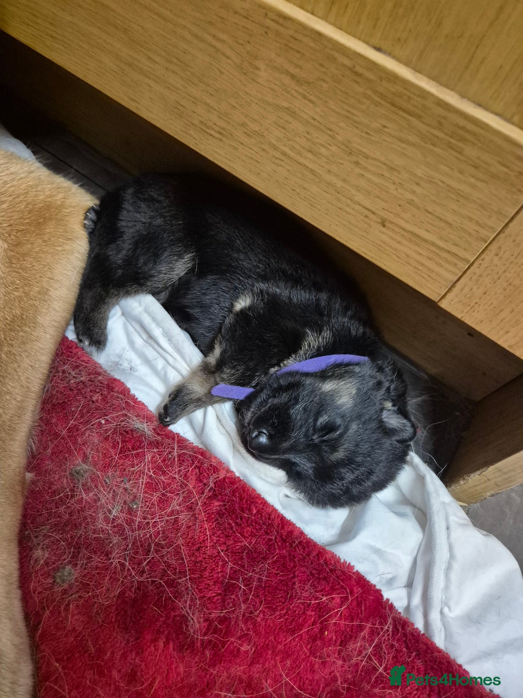 German Shepherd dogs for sale: German shepard puppies - Image 16