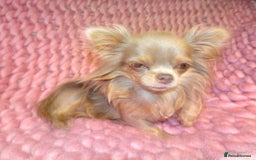 Mixed Breed dogs for sale: Exquisite Maltese X Chihuahua F1 Malchi Puppy - Image 12