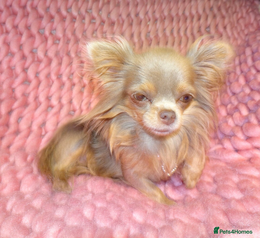 Mixed Breed dogs for sale: Exquisite Maltese X Chihuahua F1 Malchi Puppy - Image 12