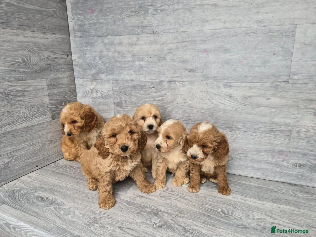 Cockapoo dogs for sale: Stunning red F1 cockapoo boys and girls READY NOW - Advert 2