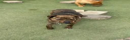 Mixed Breed dogs for adoption: Cute Gina looking for a home - Advert 10