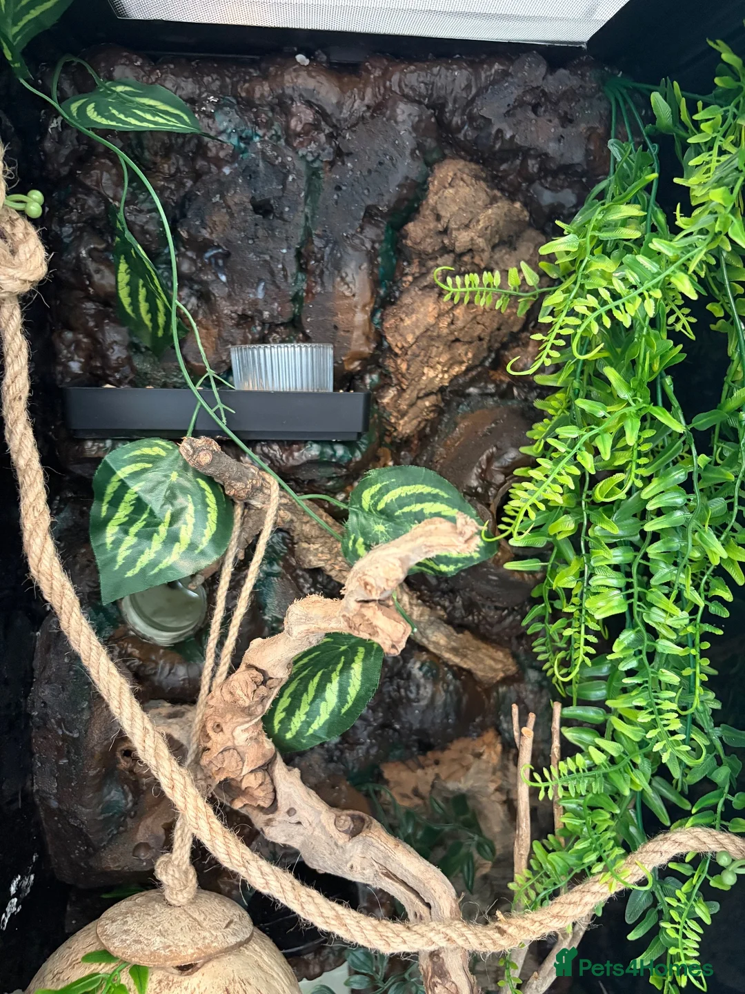Mixed Breed rodents for sale: Breeding pair of dormice and custom enclosure  - Advert 7