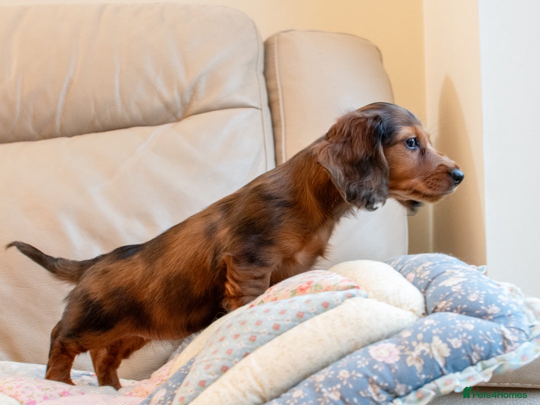 Miniature Dachshund dogs for sale:  Miniature Long-Haired Dachshund Puppies–Red Merle - Advert 21