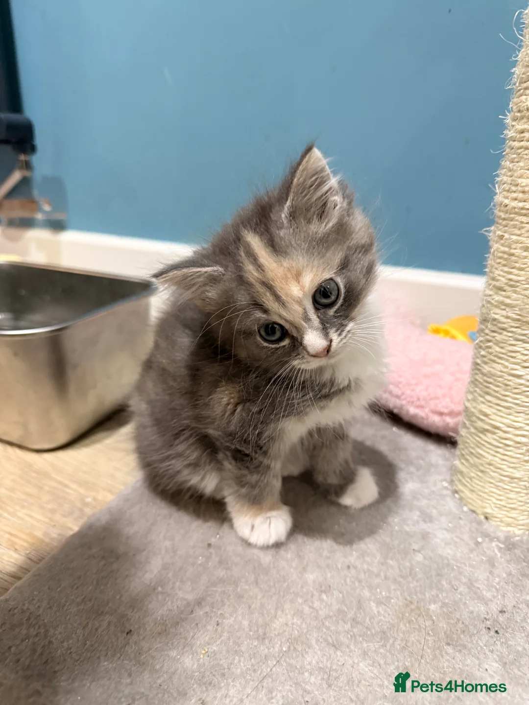 Mixed Breed cats for sale: Half Maine Coon Kitten  - Advert 1