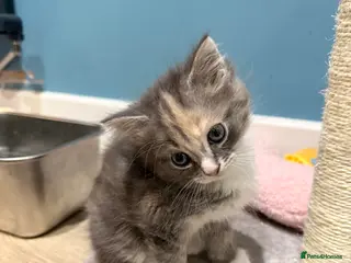 Mixed Breed cats Half Maine Coon Kitten - Advert 2