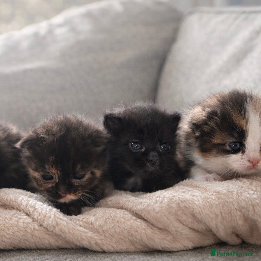 Ragcoon cats Ragcoon babies    - Advert 1