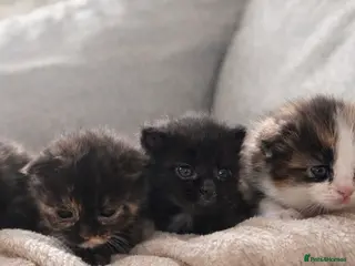 Ragcoon cats Ragcoon babies - Advert 2