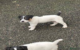 Jack Russell dogs for sale: Jack Russell dog puppies  - Image 3