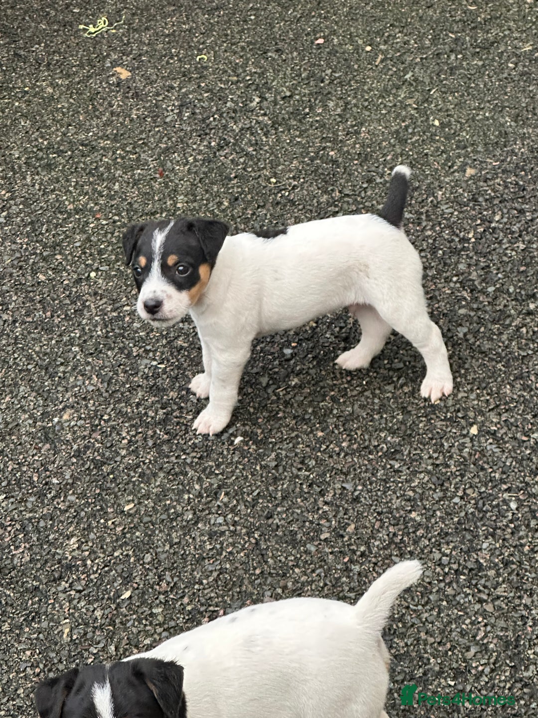 Jack Russell dogs for sale: Jack Russell dog puppies  - Image 3