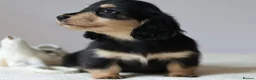 Miniature Dachshund dogs for sale: 5*Licensed+KCreg+PRAClear+Vetchecked+BLACK&CREAM - Advert 3