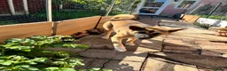 Akita dogs for sale: Beautiful brown coat Akita  - Advert 4