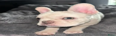 Cream Frenchie girl 2