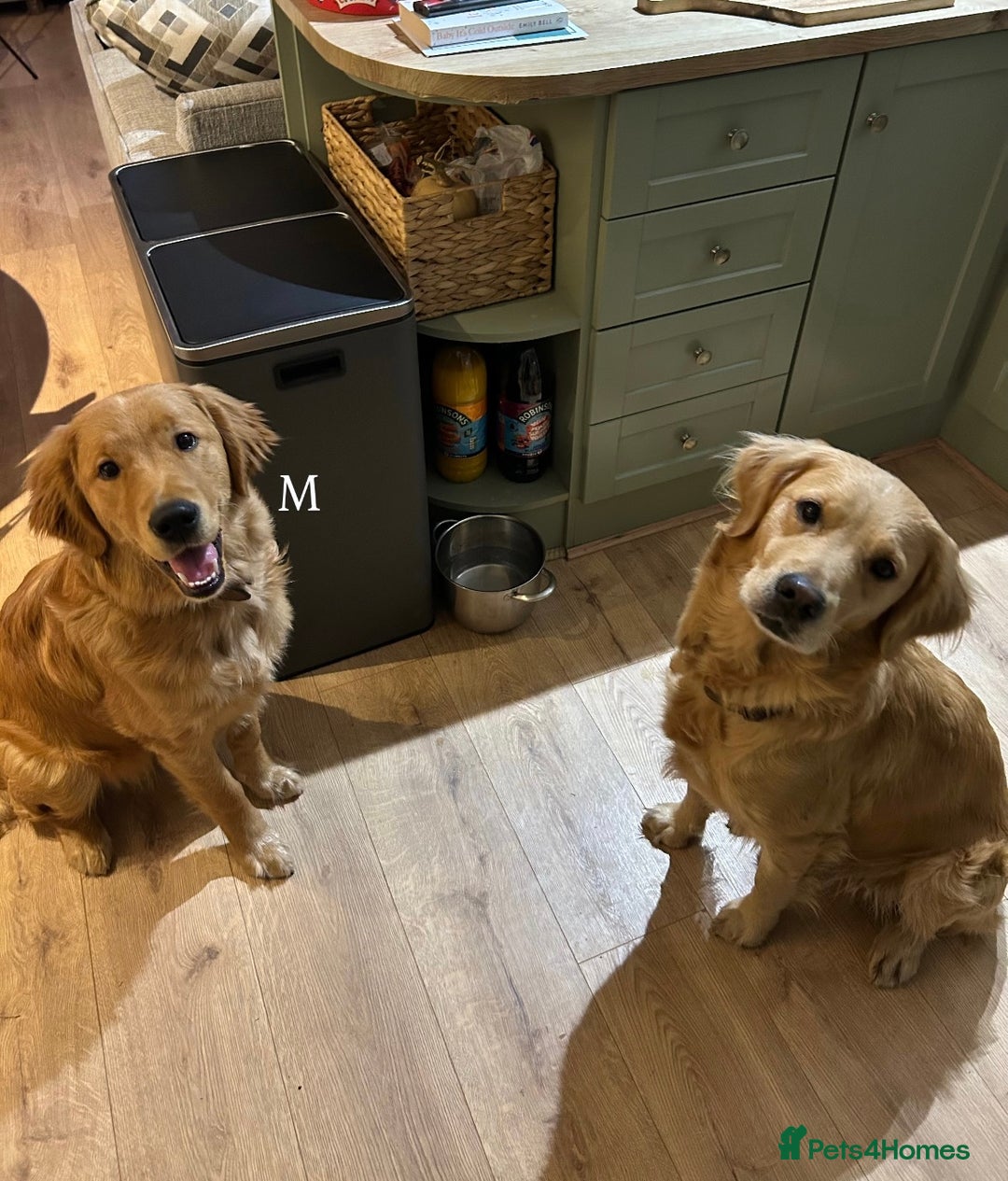 Golden Retriever dogs for sale: 💛Monty – Handsome Golden Retriever (7 months old) - Advert 6