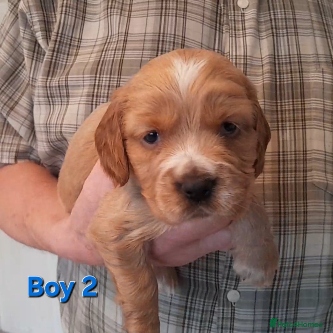 Sprocker dogs for sale: Sprocker x Cocker Puppies - Advert 8