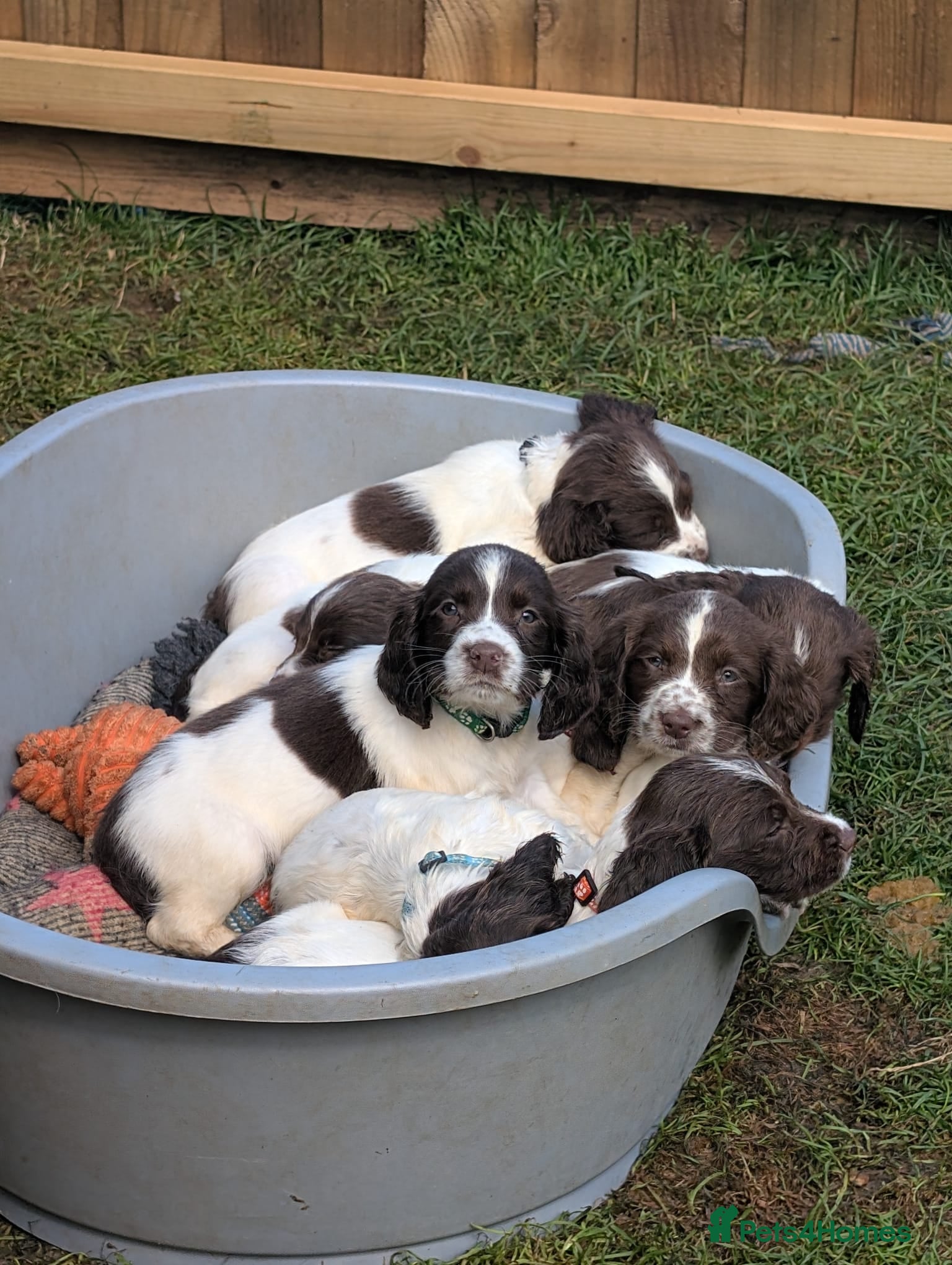 English Springer Spaniel dogs Working English Springer Spaniel Pups - Advert 1