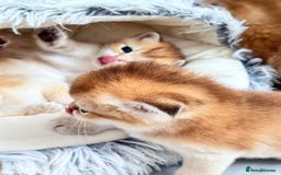 Scottish Fold cats for sale: Cute TICA pedigree kittens  - Image 11