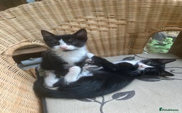 Mixed Breed cats for sale: 4 kittens  - Image 3