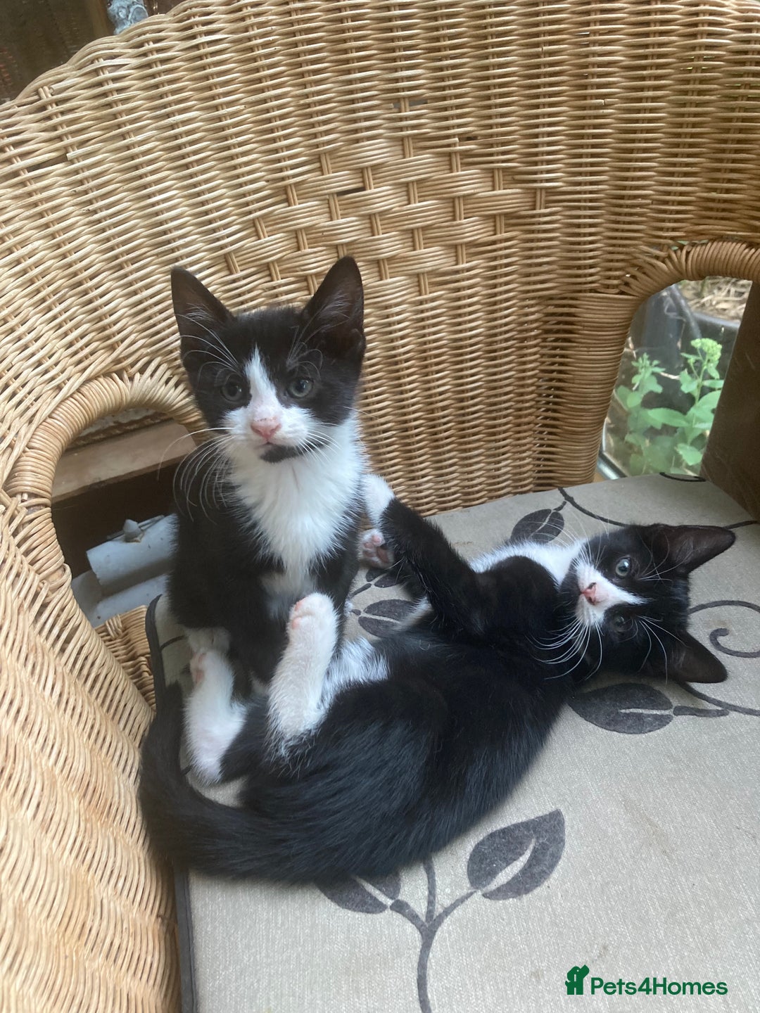 Mixed Breed cats for sale: 4 kittens  - Image 3