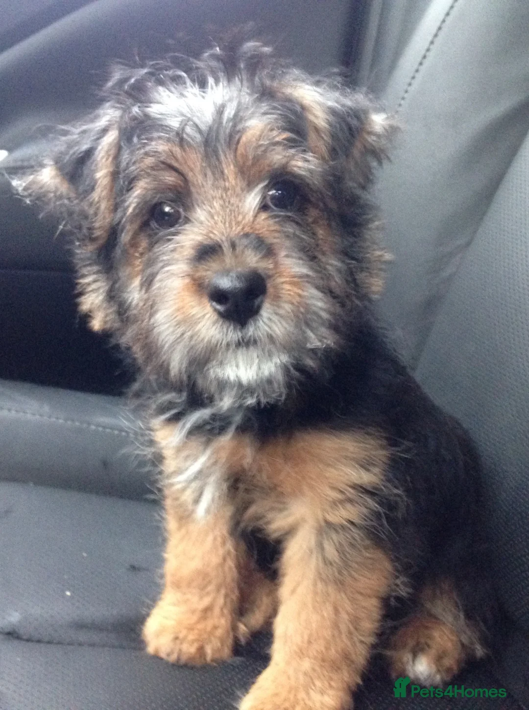 Norfolk Terrier dogs for stud: 3/4 Norfolk x 1/4 Jack Russell proven stud in Burton-on-Trent - Advert 6