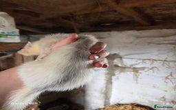Ferret rodents for sale: 9 Ferrets for sale - Image 15
