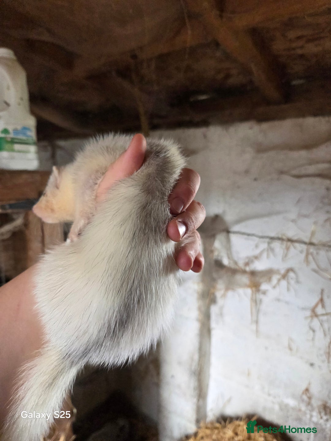Ferret rodents for sale: 9 Ferrets for sale - Image 15