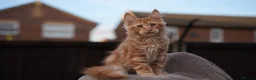 Maine Coon cats for sale: XL Pedigree Maine coon kittens - Advert 28