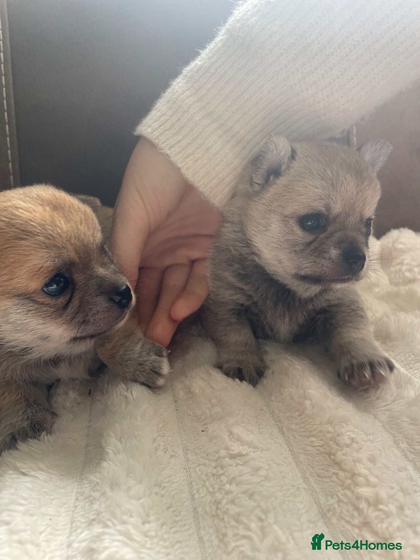 Pomchi dogs Pomchi puppies - Advert 11